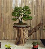 SBA-National Bonsai Exhibition 2014 (33).jpg